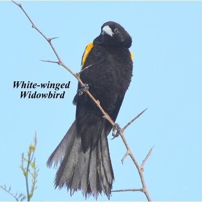 White-winged Widowbird